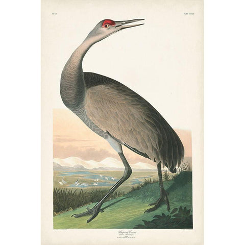 Pl 261 Hooping Crane Gold Ornate Wood Framed Art Print with Double Matting by Audubon, John James