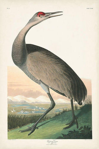 Pl 261 Hooping Crane Black Ornate Wood Framed Art Print with Double Matting by Audubon, John James