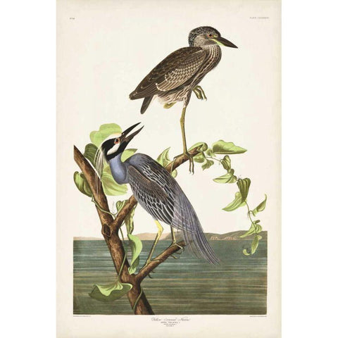 Pl 336 Yellow-crowned Heron Black Modern Wood Framed Art Print with Double Matting by Audubon, John James