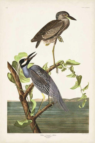 Pl 336 Yellow-crowned Heron Black Ornate Wood Framed Art Print with Double Matting by Audubon, John James