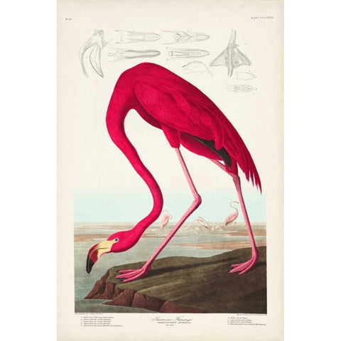 Pl 431 American Flamingo Gold Ornate Wood Framed Art Print with Double Matting by Audubon, John James