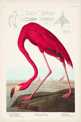 Pl 431 American Flamingo White Modern Wood Framed Art Print with Double Matting by Audubon, John James