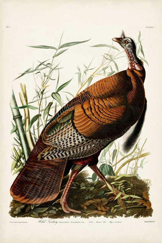 Pl 1 Wild Turkey White Modern Wood Framed Art Print with Double Matting by Audubon, John James