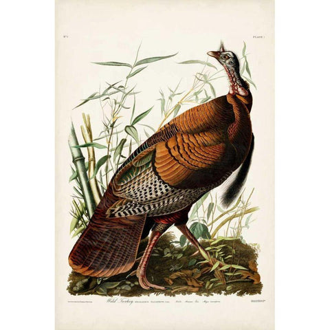 Pl 1 Wild Turkey Gold Ornate Wood Framed Art Print with Double Matting by Audubon, John James