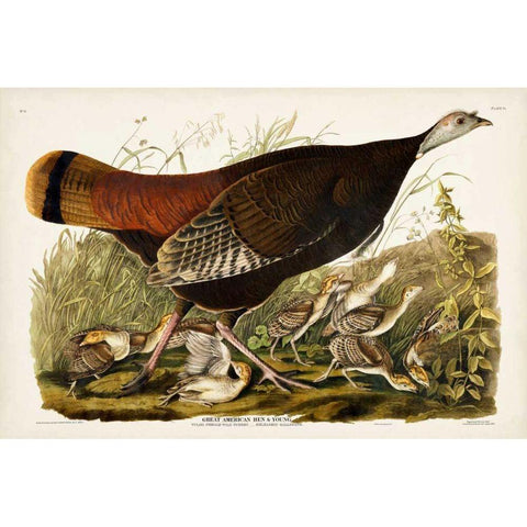 Pl 6 Great American Hen and Young White Modern Wood Framed Art Print by Audubon, John James