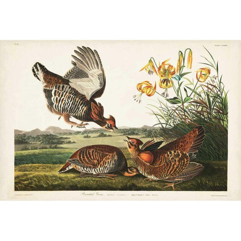 PL 186 Pinnated Grouse Black Modern Wood Framed Art Print with Double Matting by Audubon, John James