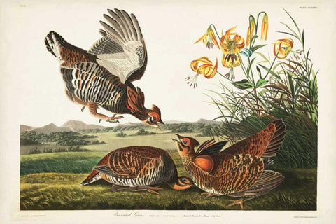 PL 186 Pinnated Grouse Black Ornate Wood Framed Art Print with Double Matting by Audubon, John James