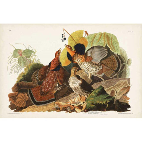 Pl 41 Ruffed Grouse Gold Ornate Wood Framed Art Print with Double Matting by Audubon, John James