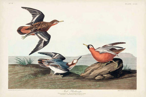 Pl 255 Red Phalarope Black Ornate Wood Framed Art Print with Double Matting by Audubon, John James