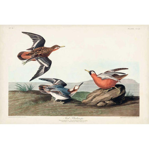 Pl 255 Red Phalarope Black Modern Wood Framed Art Print with Double Matting by Audubon, John James