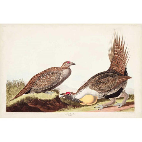 Pl 371 Cock of the Plains White Modern Wood Framed Art Print by Audubon, John James