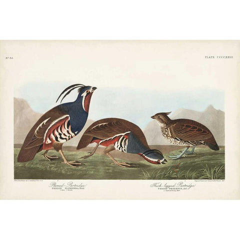 Pl 423 Plummed Partridge Gold Ornate Wood Framed Art Print with Double Matting by Audubon, John James