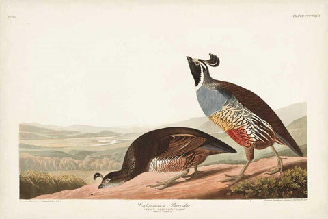 Pl 413 Californian Partridge White Modern Wood Framed Art Print with Double Matting by Audubon, John James