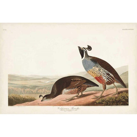 Pl 413 Californian Partridge White Modern Wood Framed Art Print by Audubon, John James