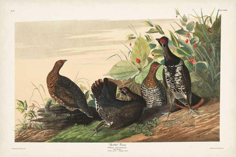 Pl 176 Spotted Grouse White Modern Wood Framed Art Print with Double Matting by Audubon, John James