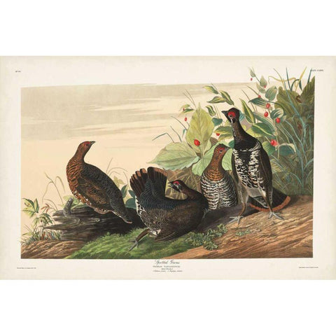 Pl 176 Spotted Grouse Gold Ornate Wood Framed Art Print with Double Matting by Audubon, John James