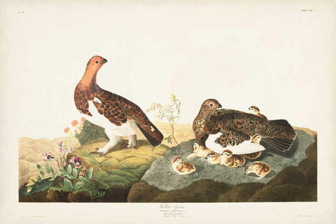 Pl 191 Willow Grouse White Modern Wood Framed Art Print with Double Matting by Audubon, John James