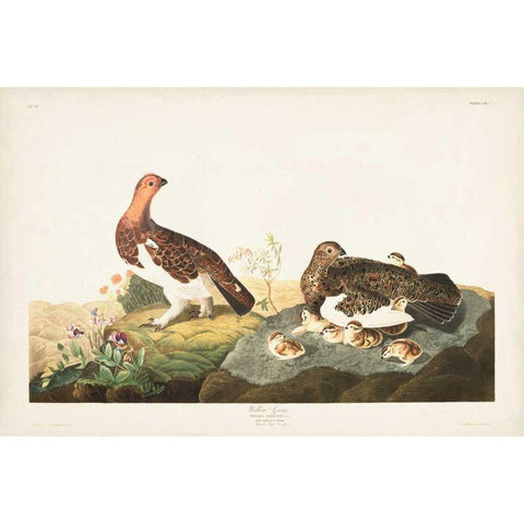 Pl 191 Willow Grouse Gold Ornate Wood Framed Art Print with Double Matting by Audubon, John James