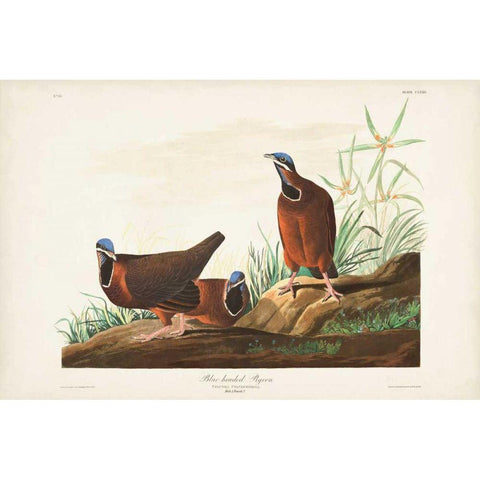 Pl 172 Blue-headed Pigeon Gold Ornate Wood Framed Art Print with Double Matting by Audubon, John James