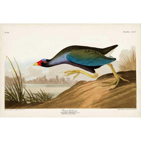 Pl 305 Purple Ganaule Black Modern Wood Framed Art Print with Double Matting by Audubon, John James