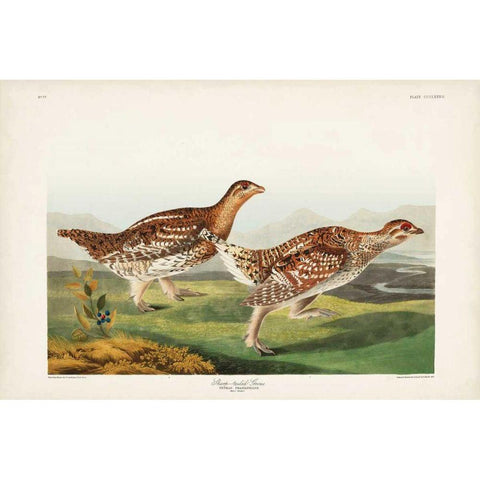 Pl 382 Sharp-tailed Grouse Black Modern Wood Framed Art Print with Double Matting by Audubon, John James