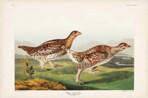 Pl 382 Sharp-tailed Grouse White Modern Wood Framed Art Print with Double Matting by Audubon, John James