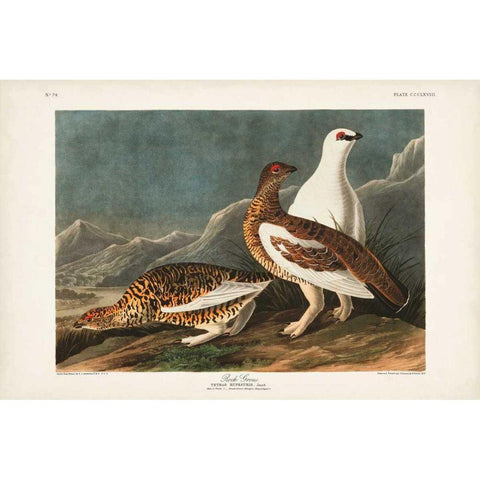 Pl 368 Rock Grouse Gold Ornate Wood Framed Art Print with Double Matting by Audubon, John James