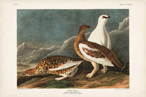 Pl 368 Rock Grouse White Modern Wood Framed Art Print with Double Matting by Audubon, John James