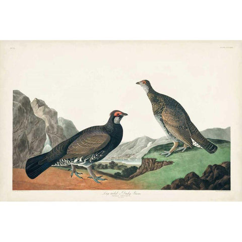 Pl 361 Long-tailed or Dusky Grouse White Modern Wood Framed Art Print by Audubon, John James