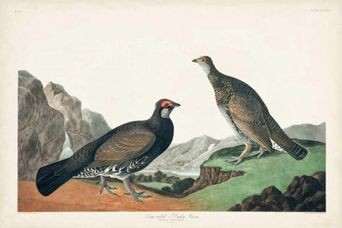 Pl 361 Long-tailed or Dusky Grouse Black Ornate Wood Framed Art Print with Double Matting by Audubon, John James