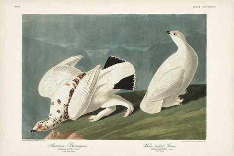 Pl 418 American Ptarmigan White Modern Wood Framed Art Print with Double Matting by Audubon, John James