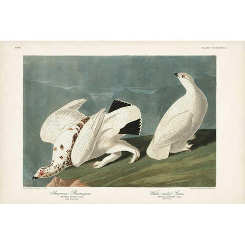 Pl 418 American Ptarmigan Gold Ornate Wood Framed Art Print with Double Matting by Audubon, John James