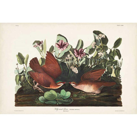 Pl 167 Key West Pigeon Black Modern Wood Framed Art Print with Double Matting by Audubon, John James