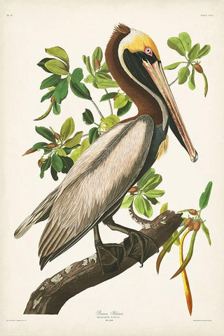 Pl 251 Brown Pelican  White Modern Wood Framed Art Print with Double Matting by Audubon, John James