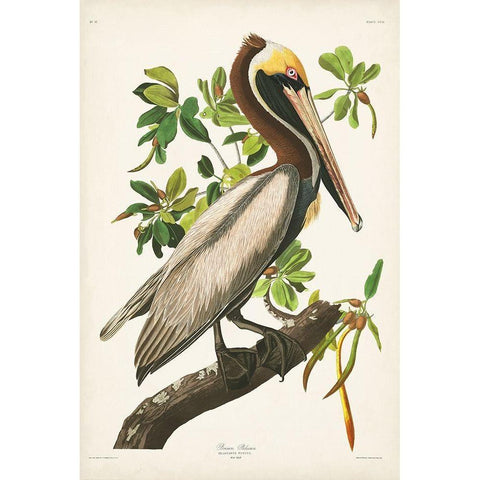 Pl 251 Brown Pelican  Gold Ornate Wood Framed Art Print with Double Matting by Audubon, John James