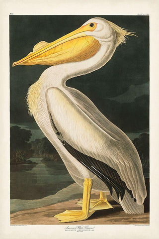 Pl 311 American White Pelican Black Ornate Wood Framed Art Print with Double Matting by Audubon, John James