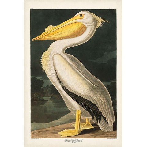 Pl 311 American White Pelican White Modern Wood Framed Art Print by Audubon, John James