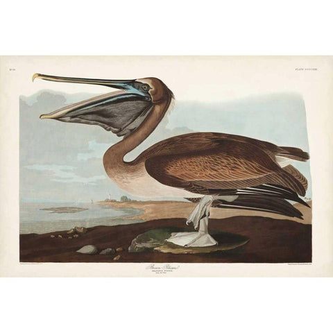 Pl 421 Brown Pelican Gold Ornate Wood Framed Art Print with Double Matting by Audubon, John James