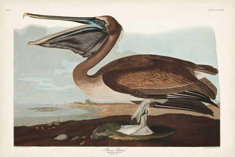 Pl 421 Brown Pelican Black Ornate Wood Framed Art Print with Double Matting by Audubon, John James