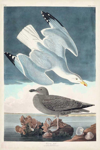 Pl 291 Herring Gull White Modern Wood Framed Art Print with Double Matting by Audubon, John James