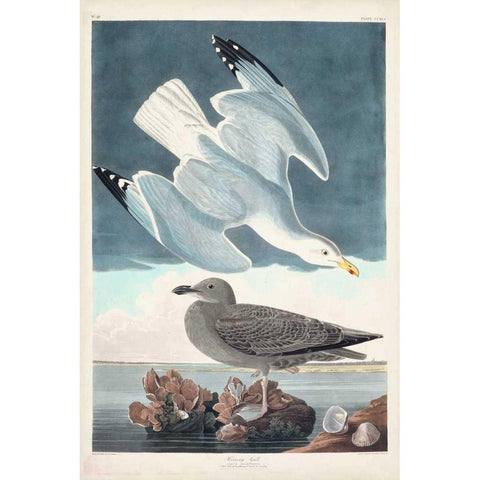 Pl 291 Herring Gull Black Modern Wood Framed Art Print by Audubon, John James