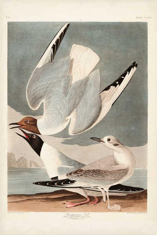 Pl 324 Bonapartian Gull Black Ornate Wood Framed Art Print with Double Matting by Audubon, John James