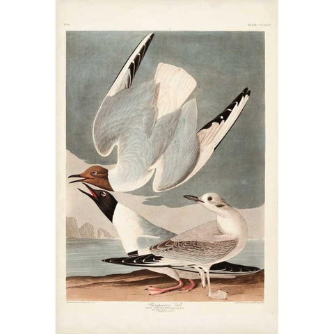 Pl 324 Bonapartian Gull Gold Ornate Wood Framed Art Print with Double Matting by Audubon, John James