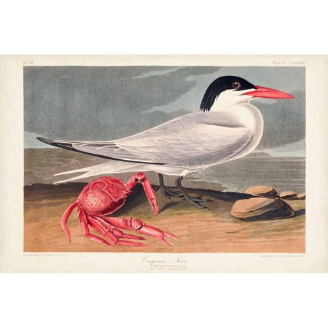 Pl 273 Cyenne Tern Gold Ornate Wood Framed Art Print with Double Matting by Audubon, John James