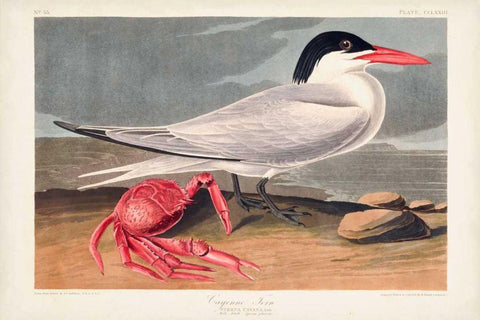 Pl 273 Cyenne Tern White Modern Wood Framed Art Print with Double Matting by Audubon, John James