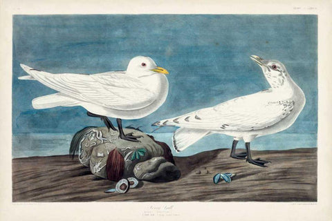 Pl 287 Ivory Gull Black Ornate Wood Framed Art Print with Double Matting by Audubon, John James