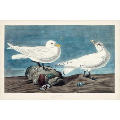 Pl 287 Ivory Gull Gold Ornate Wood Framed Art Print with Double Matting by Audubon, John James