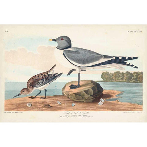 Pl 285 Fork-tailed Gull White Modern Wood Framed Art Print by Audubon, John James