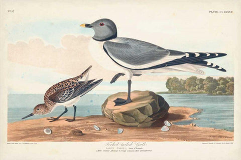 Pl 285 Fork-tailed Gull Black Ornate Wood Framed Art Print with Double Matting by Audubon, John James