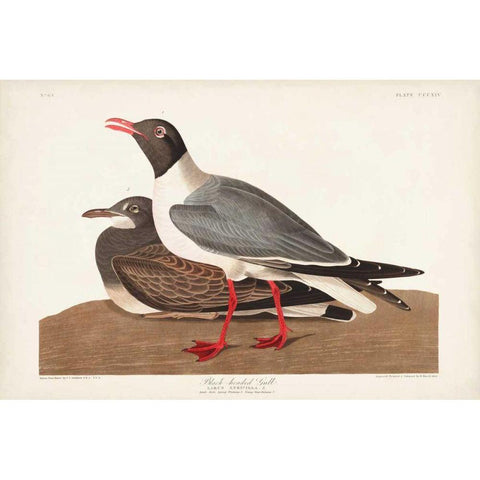 Pl 314 Black-headed Gull Black Modern Wood Framed Art Print with Double Matting by Audubon, John James